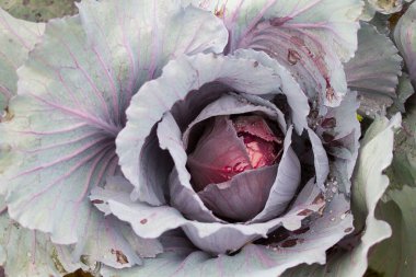 Kırmızı lahana yapraklarına yakın çekim