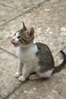 Evet sokak kırmızı evsiz kedi manastırın bahçesinde