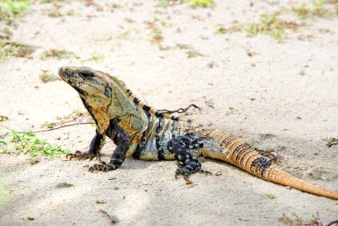 Iguana