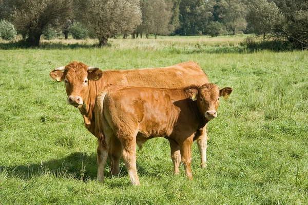 Cow on meadow — Stock Photo, Image