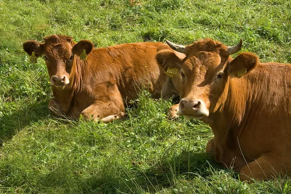 Vaca en el prado Imágenes de stock libres de derechos