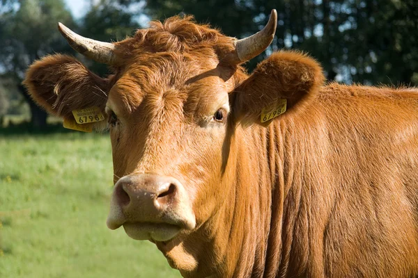 Kuh auf der Weide Stockbild