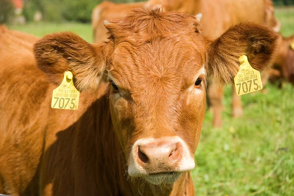 Vaca en el prado Imagen de stock