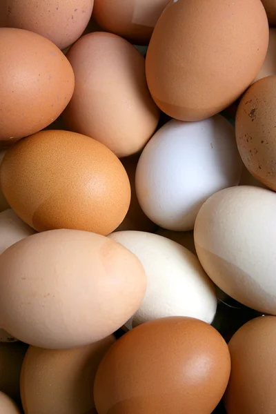Ägg, ägg Stockbild