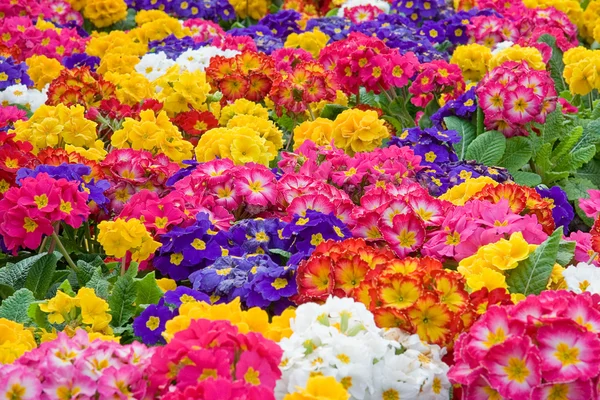 Fiori, fiori Immagini Stock Royalty Free