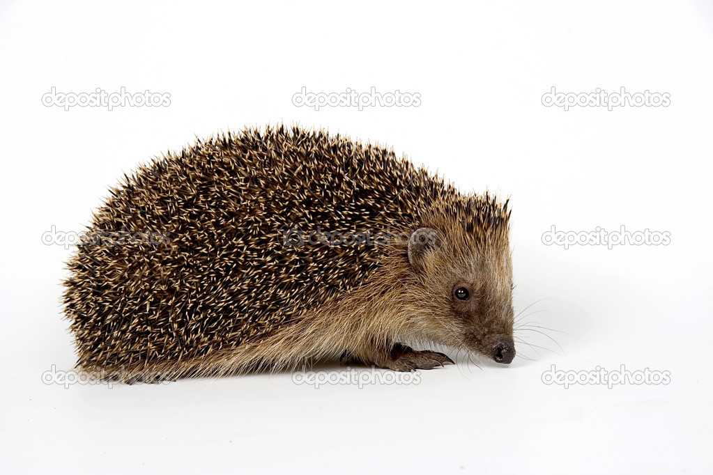 Hedgehog a white background