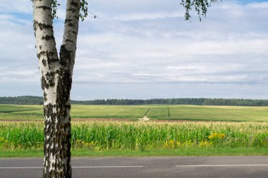 Huş ağacı ve güzel kırsal alan. Yazın arka planda yetişen yaşlı ormanı bitirir.