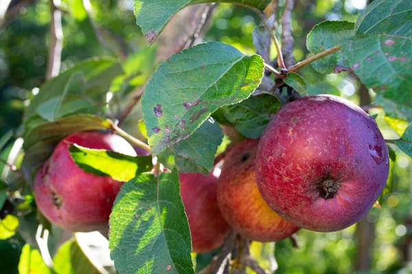 Chrupiące czerwone jabłko na gałęzi zamknij — Zdjęcie stockowe