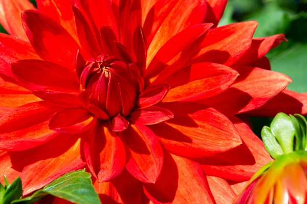 Macro e close-up tiro de flor de dália, bela flor de dália laranja vermelha — Fotografia de Stock