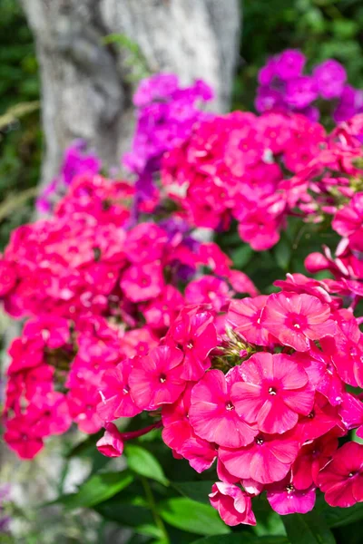 Mehrfarbige Phloxbüschel Phlox Gartenblüte — Stockfoto