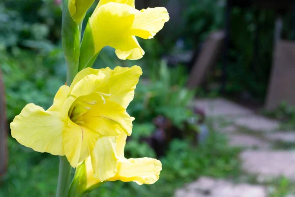 Blooming Gul Gladiolus Blommar Trädgården Blomväxter — Stockfoto