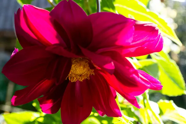 Dahlia flor, flor de dália roxa com pólen amarelo — Fotografia de Stock