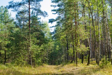 Çam ormanı manzaralı güzel yaz ağaçları manzarası. Belarus 'ta orman yolu