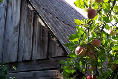 Beyaz Rusya 'da bir köyün ahşap duvarının önündeki elma ağacında olgun kırmızı elmalar.