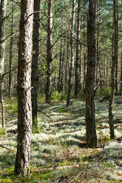 Dennenbos Varens Mos Overdekte Vloer Natuurlijke Atmosfeer Verticaal Beeld — Stockfoto