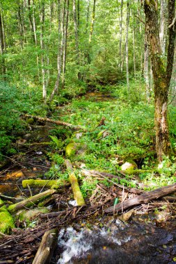 Şelale yosunlu kayaların üzerine düşüyor, vahşi bir ormanda yol alıyor, Belarus 'ta derin bir ormanda vahşi bir dere var.