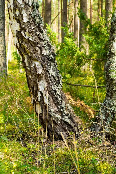 Betulla in estate sullo sfondo della foresta profonda in Belarus — Foto Stock