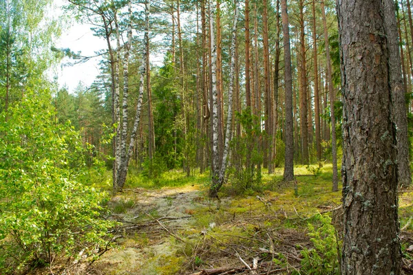 In het Wit-Russische bos met dennen- en berkenbomen. Op een zonnige zomerdag. — Stockfoto