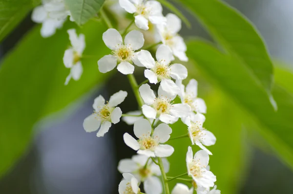 Blomma körsbär — Stockfoto