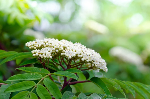 Blomma bakgrund — Stockfoto