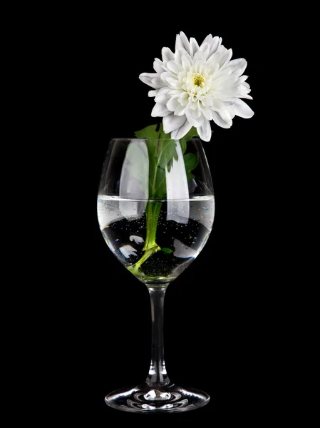 Glass with water and flower isolated on black background — Stock Photo, Image