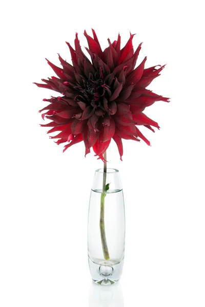 Bellissimo fiore di dalia rosso in vaso isolato su bianco — Foto Stock