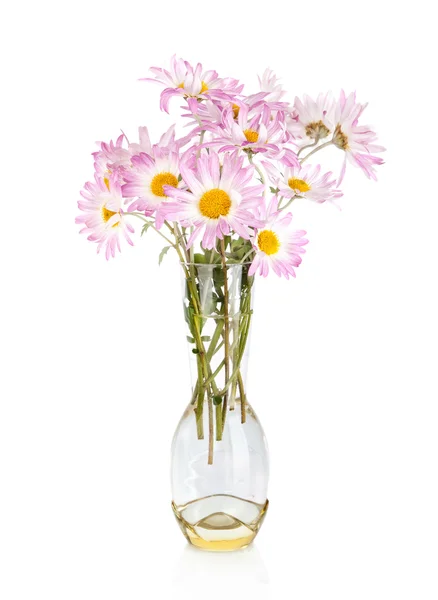 Beautiful camomile flowers in vase isolated on white — Stock Photo, Image