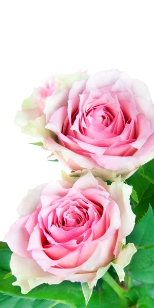 Two pink roses flowers — Stok fotoğraf