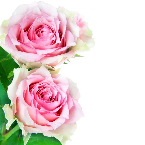 Δύο λουλούδια ροζ τριαντάφυλλα — Φωτογραφία Αρχείου