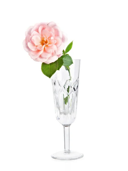 Róża różowy w szklanym wazonie, na białym tle — Zdjęcie stockowe