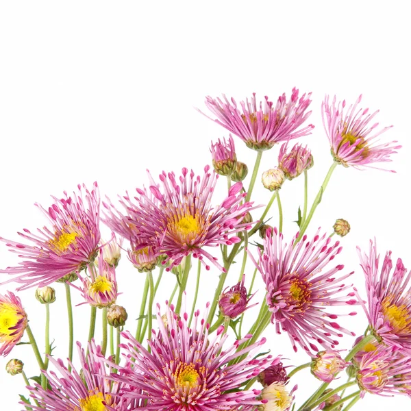 Beautiful flowers background isolated on white — Stock Photo, Image