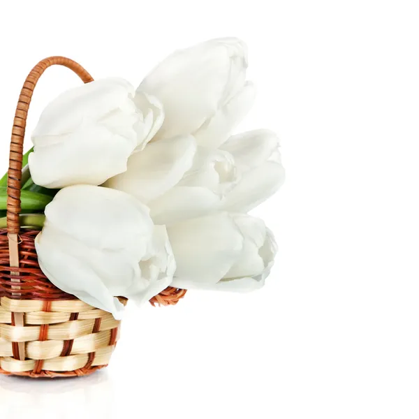 美丽的郁金香在篮子上白色隔离 — 图库照片