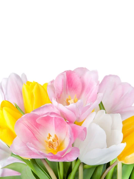 Beautiful spring tulips flowers — Stock Photo, Image