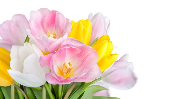 Beautiful spring tulips flowers — Stock Photo, Image