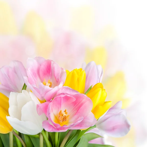 Beautiful spring tulips flowers — Stock Photo, Image