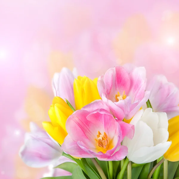 Krásné jarní tulipány květiny — Stock fotografie