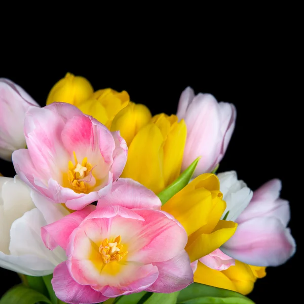 Schöne Tulpenblüten isoliert auf schwarzem Hintergrund — Stockfoto