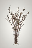 A virágzás a punci fűzfa ága bud-ban wat váza