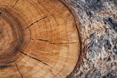 ahşap arka plan. ağaç kütüğü dokusuna