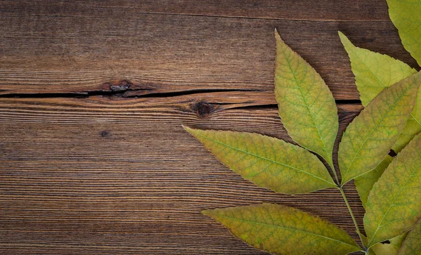 Autunno sfondo in legno con foglie d'acero — Foto Stock