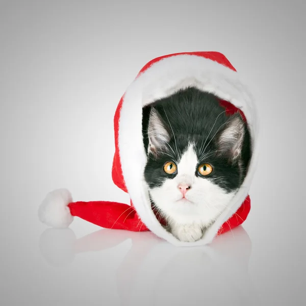 Beautiful cat in a New Year's cap. Kitten hides in red Santa Claus hat — Stock Photo, Image