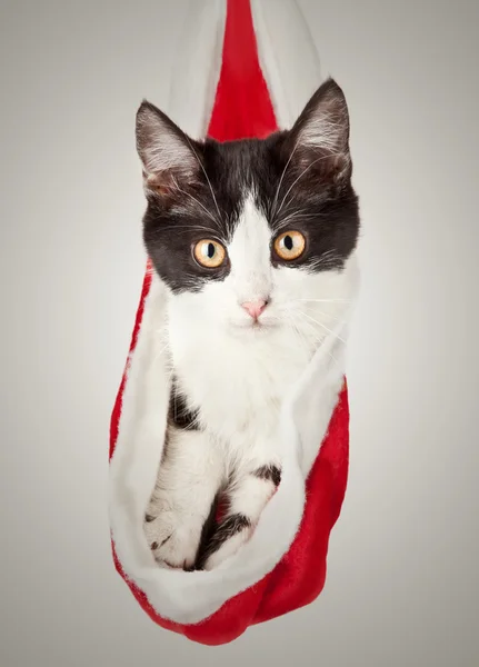 Beautiful cat in a New Year's cap. Kitten hides in red Santa Claus hat — Stock Photo, Image