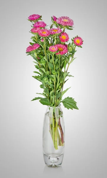 Asters bouquet in vase isolated on white — Stock Photo, Image