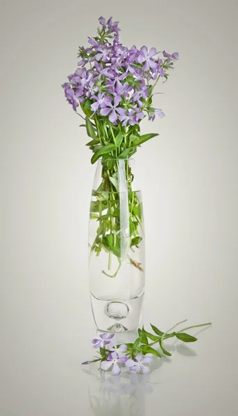 Beautiful blue spring flowers in a vase on white background — Stock Photo, Image