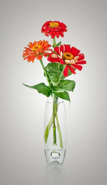 Bouquet from red daisy-gerbera in glass vase isolated on white — Stock Photo, Image