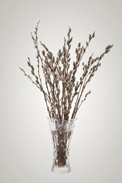 ワットと花瓶に開花芽猫ヤナギの枝 — ストック写真