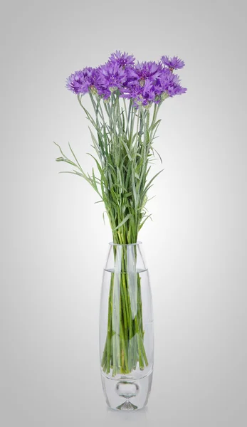 Cornflowers flowers in vase, isolated on white — Stock Photo, Image