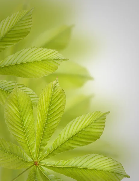 Belle foglie di castagno verde. Sfondo, Foglie modello — Foto Stock