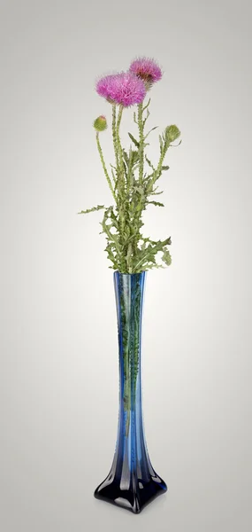 Belles fleurs sauvages de bardane pourpre dans un vase isolé sur blanc — Photo