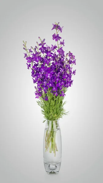 Flores de aciano en jarrón, aisladas en blanco —  Fotos de Stock